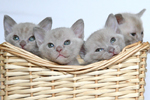Kittens in TANAKA cattery